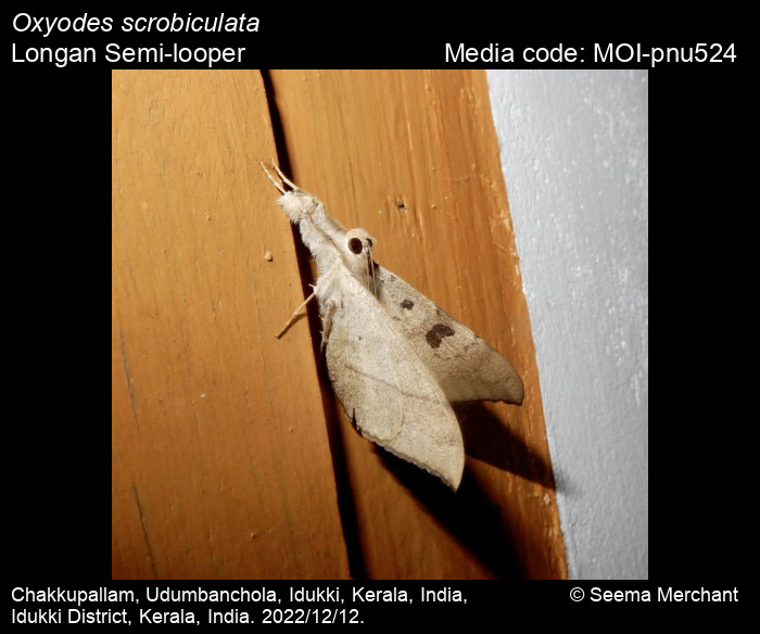 Oxyodes scrobiculata (Fabricius, 1775) - Longan Semi-looper | Moths